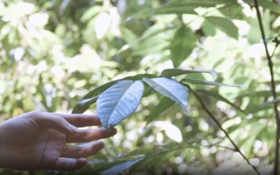 Webinars Técnica de la Restauración