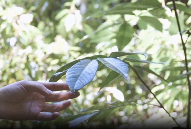 Webinars Técnica de la Restauración