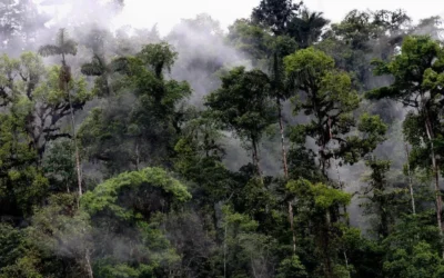Manual de agroforestería de bosques andinos