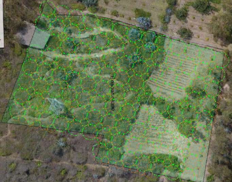 Diseño del bosque alimenticio